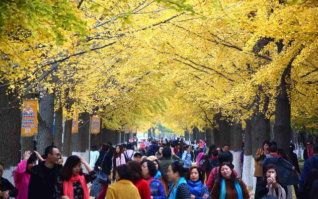 国家地理100个最美景观摄影点,全国银杏观赏地图