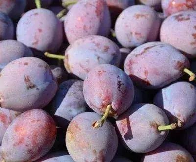 西梅怎样挑选是新鲜的,怎样挑选新鲜西梅吃