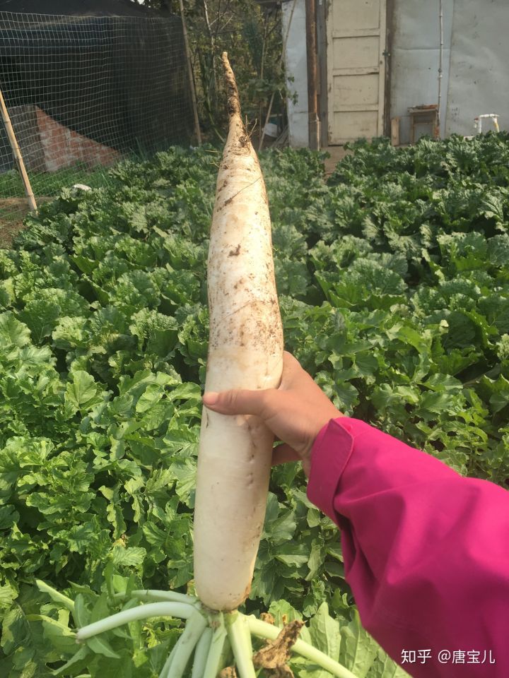 如何提升花种成活率,花种种植生活小技巧