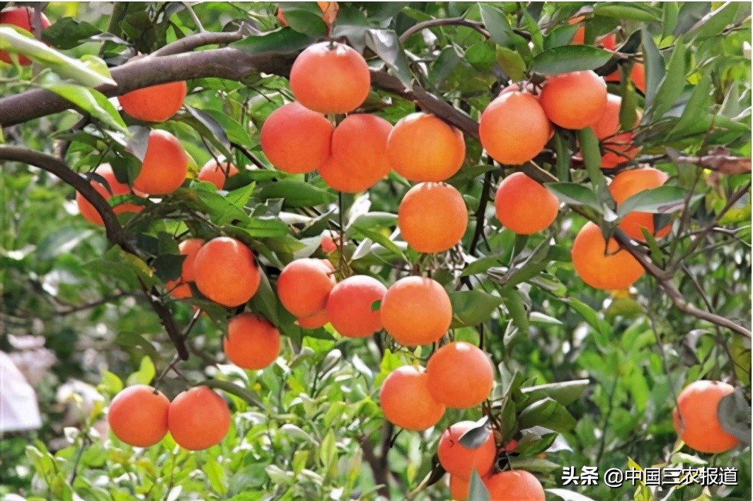 今日血橙行情 (2018年血橙价格行情)