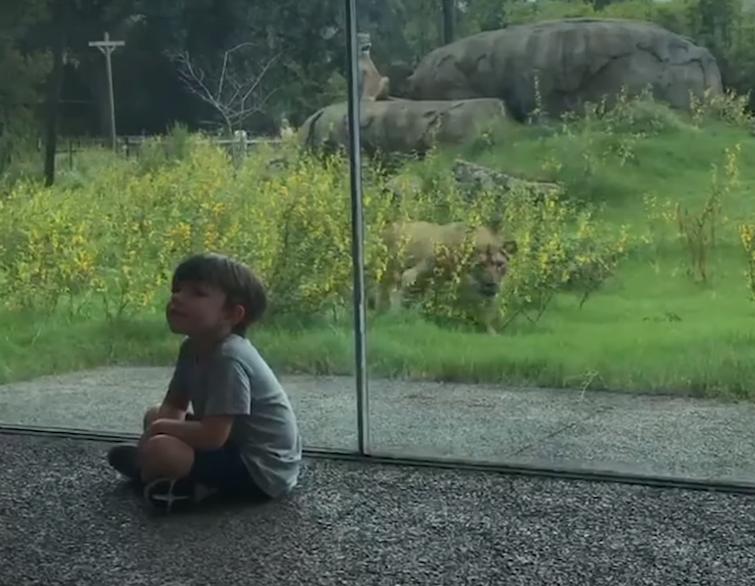 狮子为了救孩子从动物园跑出来,动物园狮子隔着玻璃扑人