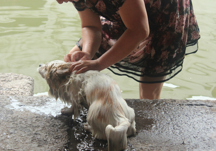 狗子洗澡的正确方法,去宠物店给狗洗澡注意什么