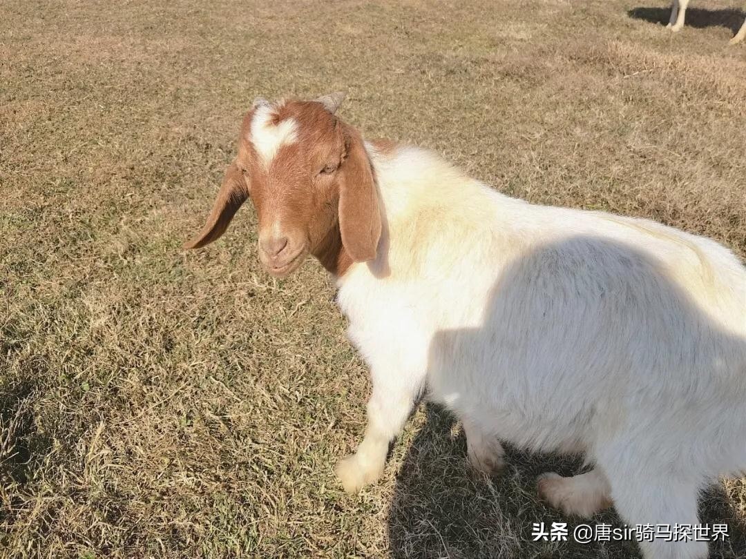 打卡南昌呼伦贝尔大草原,南昌呼伦贝尔草原行