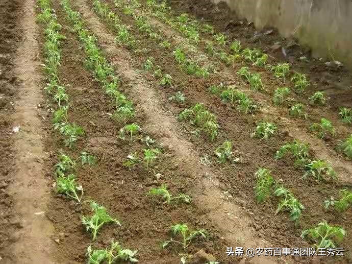 蔬菜定植后根系不长的原因是什么,蔬菜移栽下去不长是什么原因