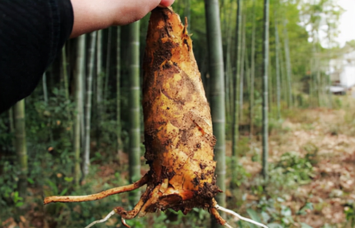 冬笋从哪里长出来好吃,冬笋的生长在哪里