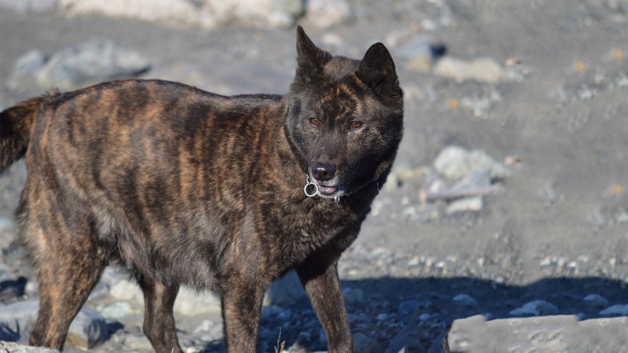 中国有哪些狗狗品种,来自中国的狗狗有哪些