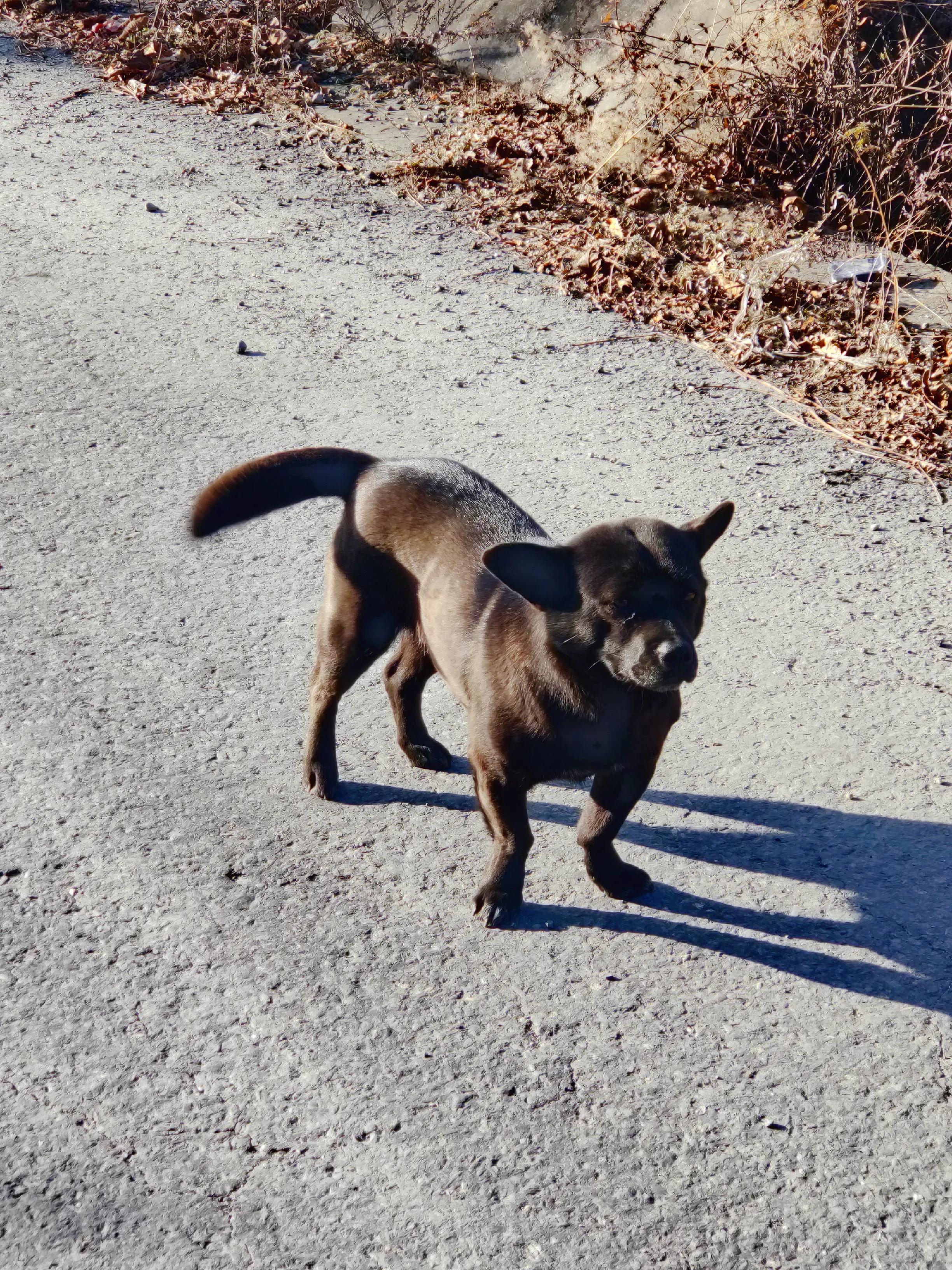 我们和流浪狗本质上没有什么不同,狗狗和流浪狗的故事真的很多