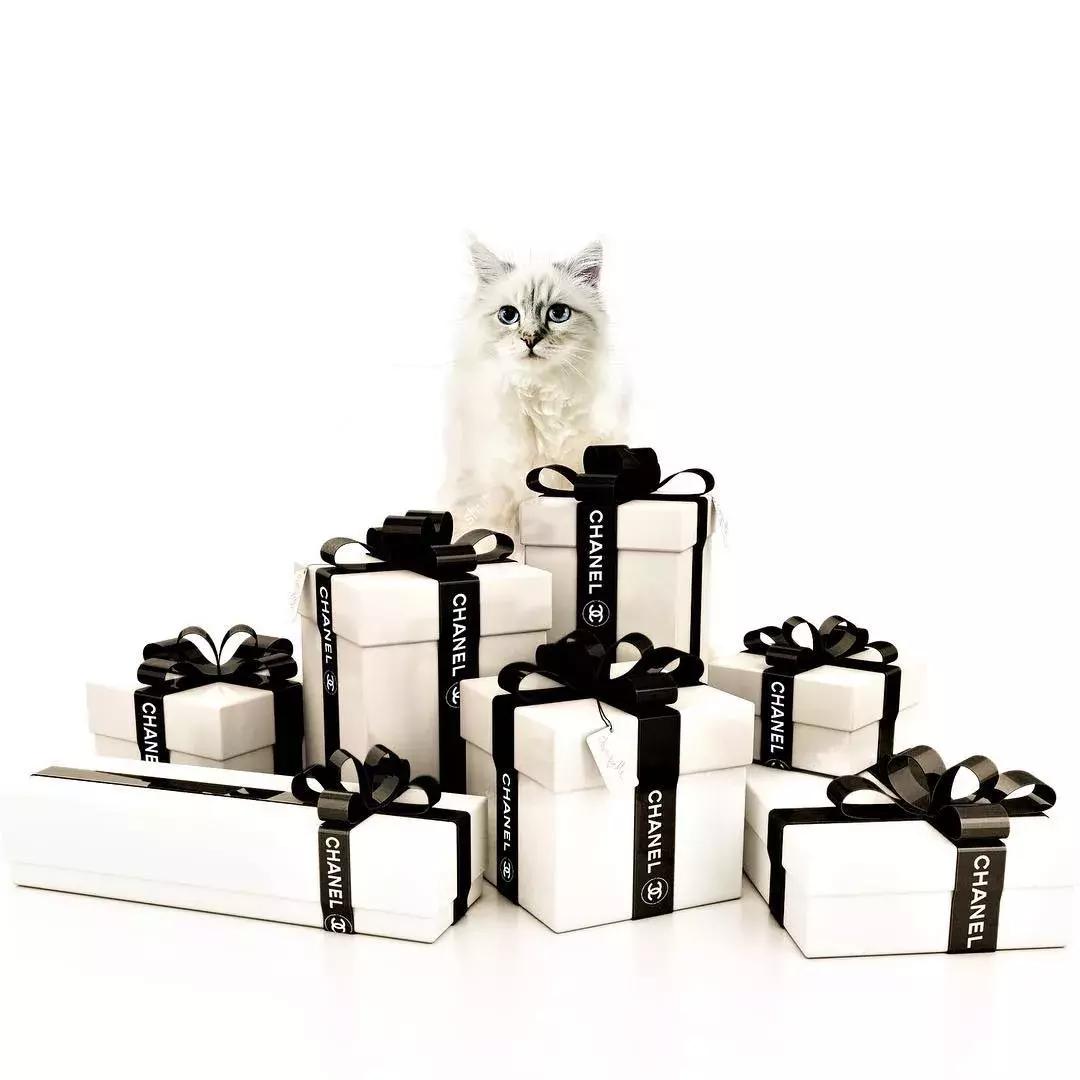 大熊猫一年可以赚钱几个亿,一只猫一年挣3000万