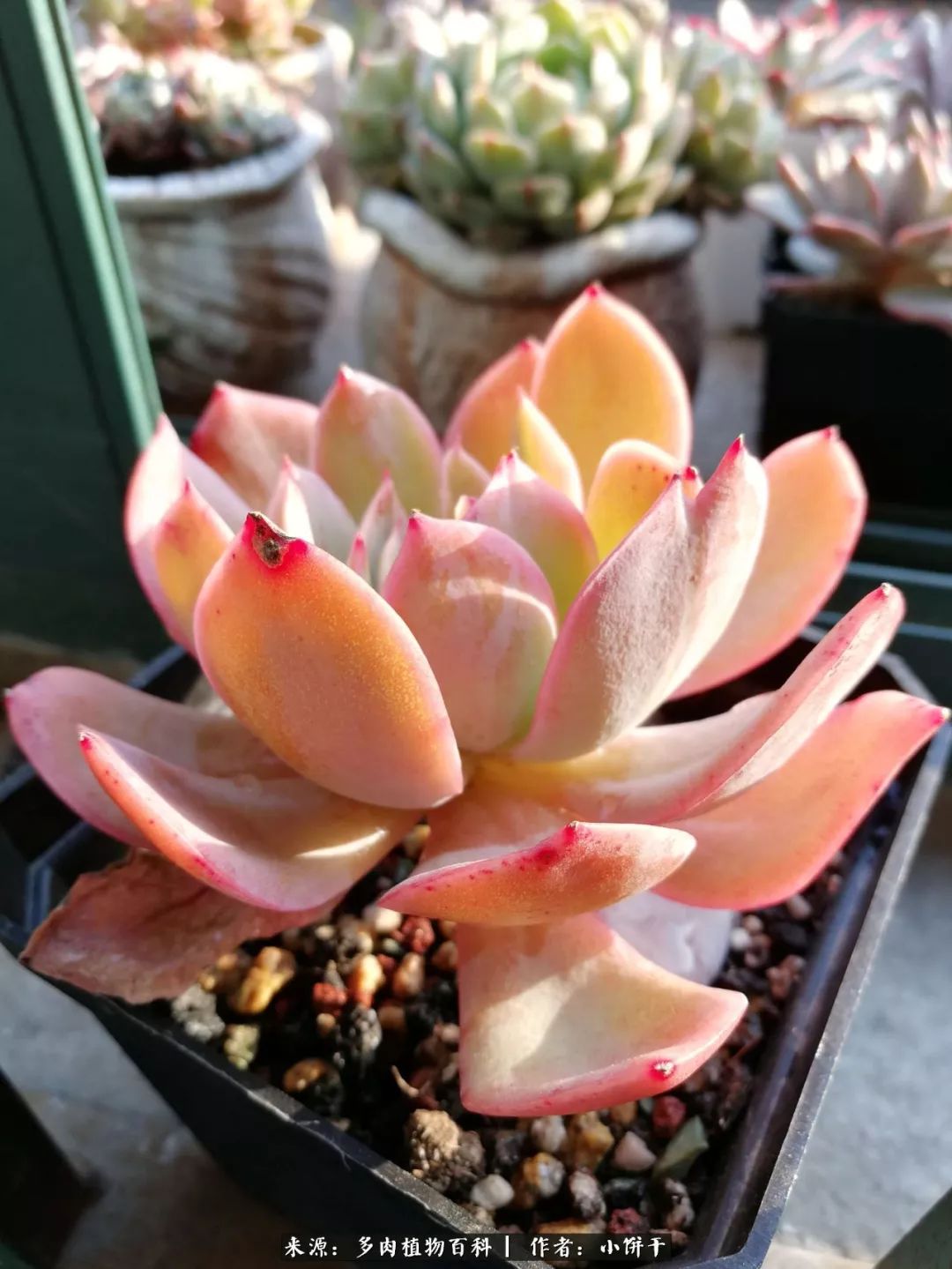 无肉不欢的肉瘾少女，日日沉迷于美色无法自拔！