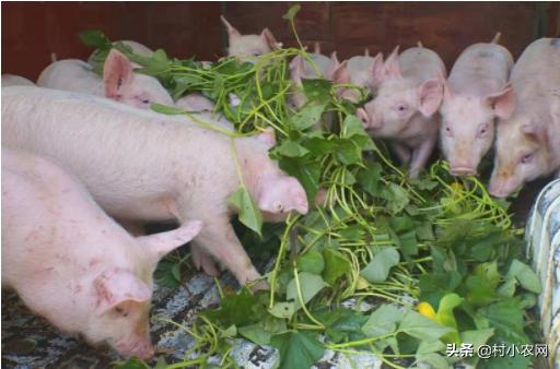 不出去打工有什么赚钱的方法,适合农村的创业行业