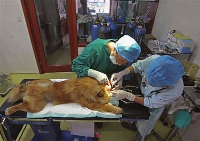 宠物整形手术背后的残忍你见过吗,宠物美容技术的手法有哪几种