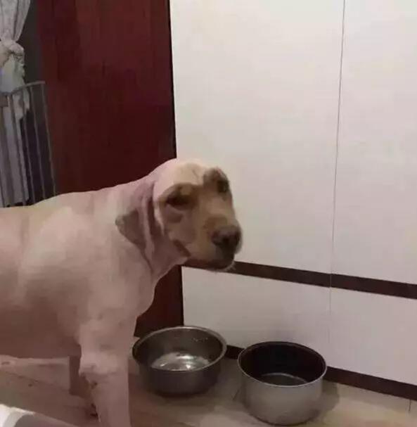 金毛很调皮教不听怎么办,金毛让主人生气