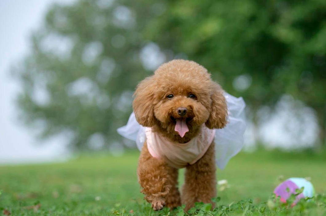 养狗首选这5种,新手养狗什么狗最忠诚