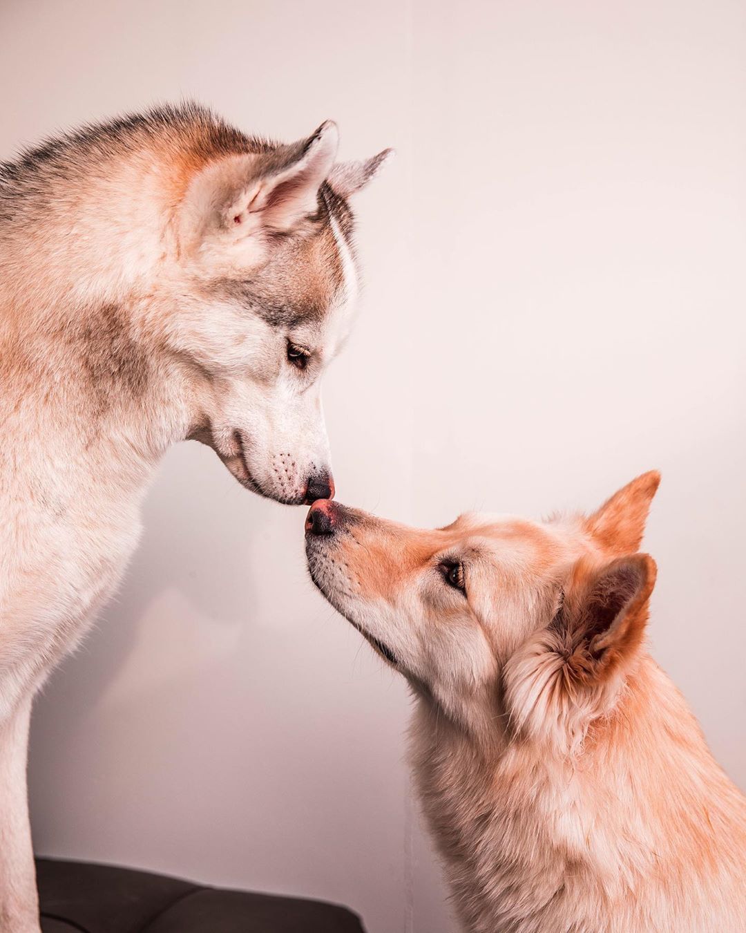 狗狗总爱舔舔舔，这是咋回事？