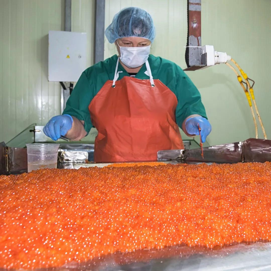 贵比黄金，俄国黑帮盯上他了|地球知识局