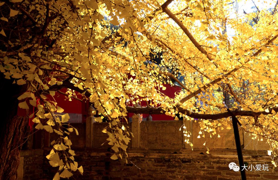 北京红螺寺银杏最佳观赏时间,北京赏银杏景区有哪些