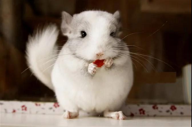 荷兰猪和金丝熊龙猫混养,荷兰猪金丝熊龙猫区别