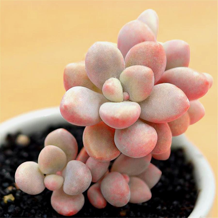 多肉艾伦斑怎么处理,多肉艾伦叶片有黑点是什么问题