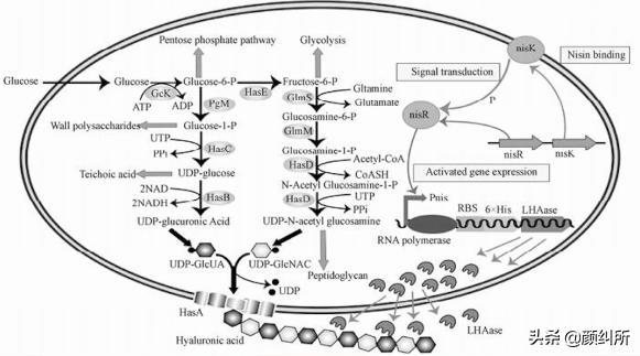 玻尿酸如何测试过敏,过敏皮肤可用玻尿酸吗