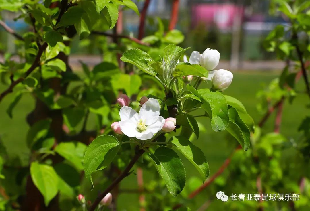 长春亚泰训练基地,长春亚泰训练基地免费吗