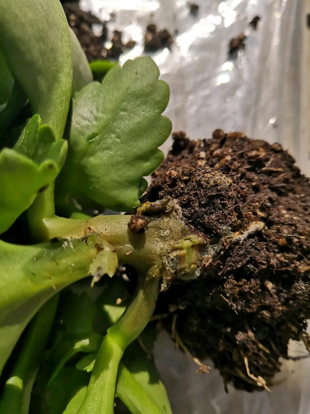 长寿花叶子发软是什么原因引起的,长寿花叶子发软怎么回事