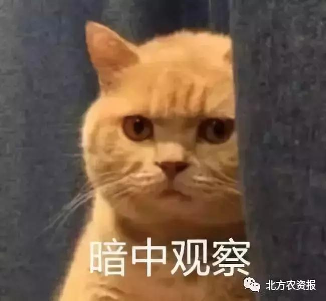 糟心：玉米接连下跌！还要谨防卖粮被骗！