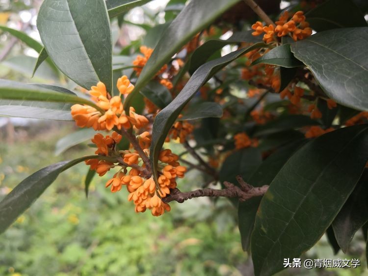 贺神舟十五号发射成功的七律诗,七律祝贺神舟十三号胜利归来