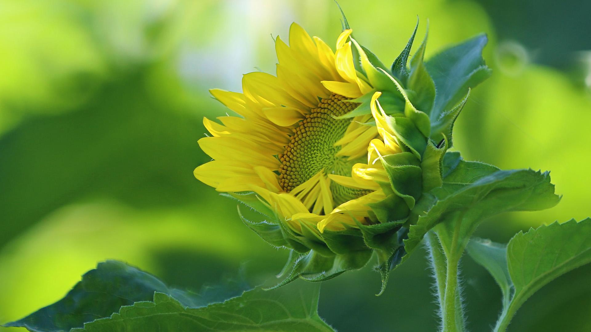 杜甫的五言律诗十首好背,杜甫最有名的十首诗春晓