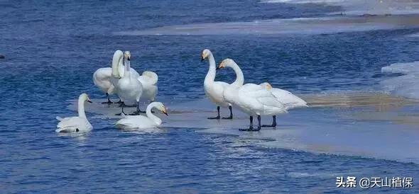 *疆新**库尔勒彻底火了！登上央视让世界瞩目，为库尔勒而骄傲