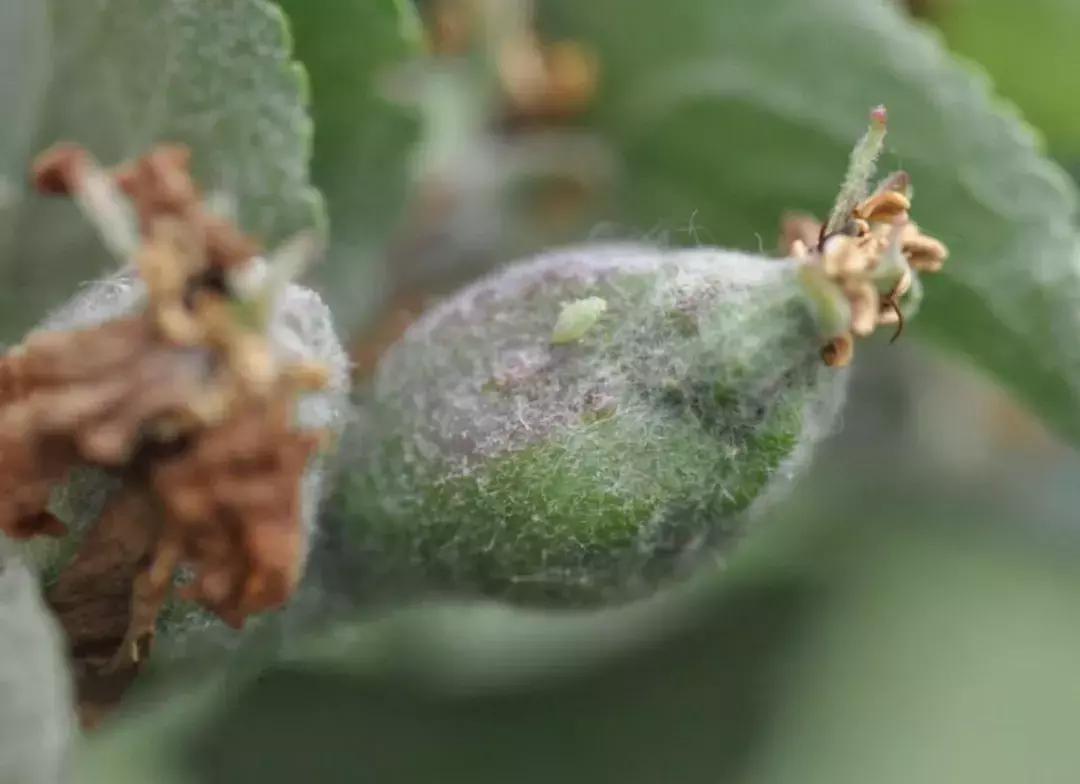 苹果虫害最佳防治方法,苹果各种虫害最佳防治时间