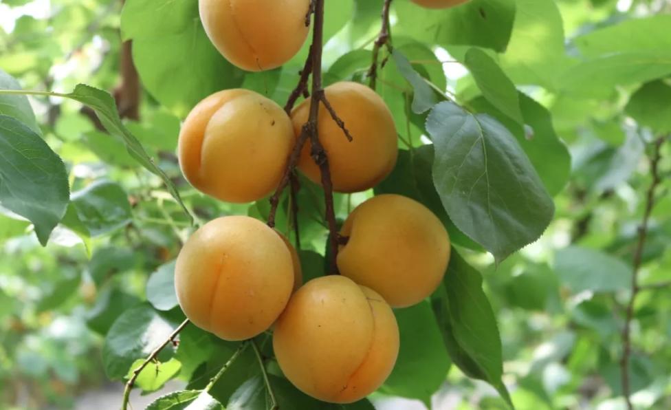 陕西金太阳新鲜杏子,陕西金太阳酸杏子