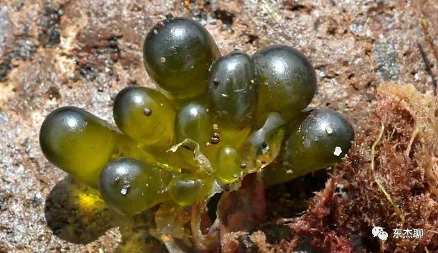 海缸里的绿藻褐藻如何打理,海缸爆藻后怎么除藻