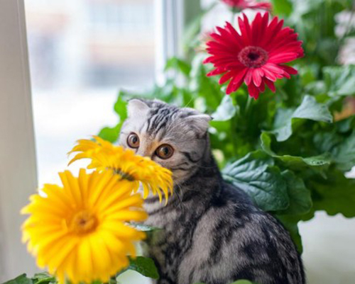 猫咪误食百合花怎么救助,猫咪吃草并呕吐怎么办还有血