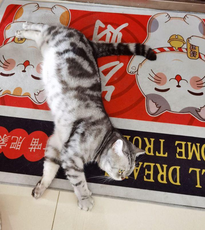 五千块钱买猫,五千块的猫咪