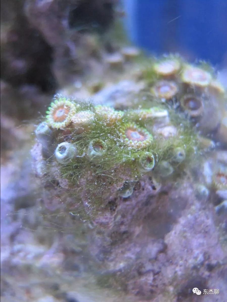 海缸里的绿藻褐藻如何打理,海缸爆藻后怎么除藻