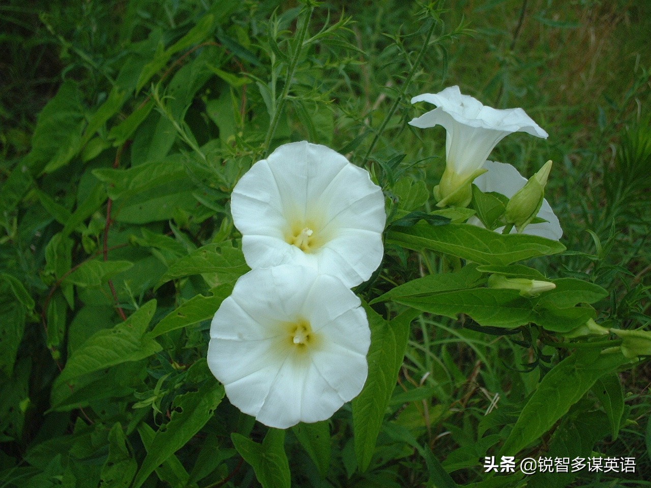 泰戈尔诗选吉檀迦利每章概括,泰戈尔吉檀迦利获得什么奖