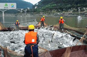 一周吃7次都不腻！綦江人都逃不过的“真香警告”