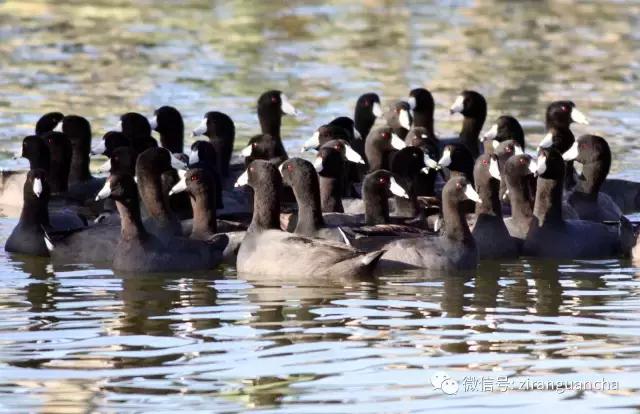美洲有几种猛禽,美洲三大动物