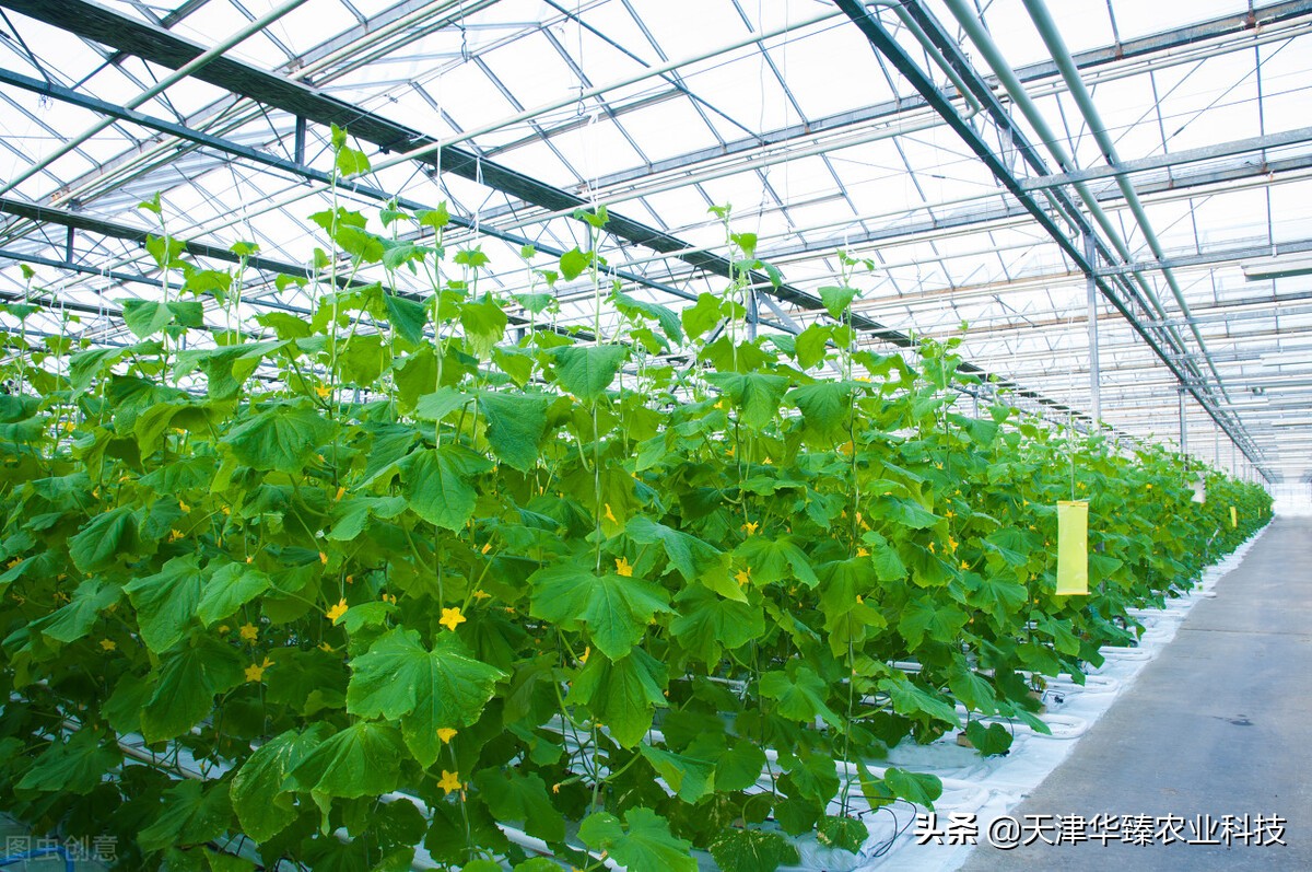 冬天大棚除湿最佳方法,阴雨天大棚除湿最好的方法