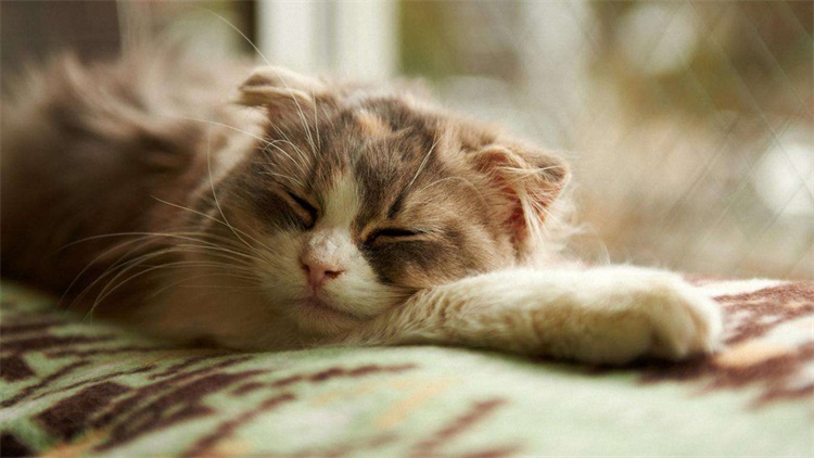 家里坚决不让养猫如何解决,邻居养猫扰民怎么解决