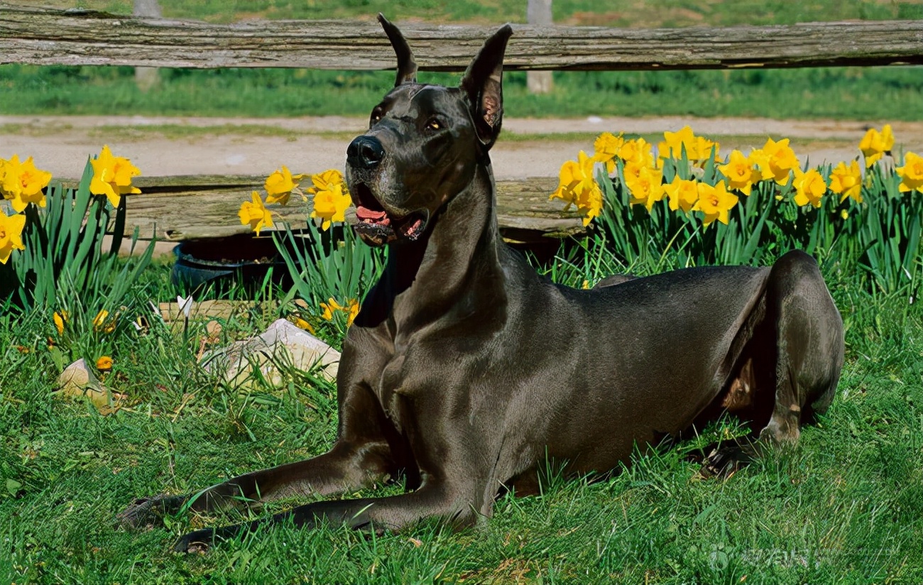 狗界中有哪些狗狗之最,狗界最富有的狗子