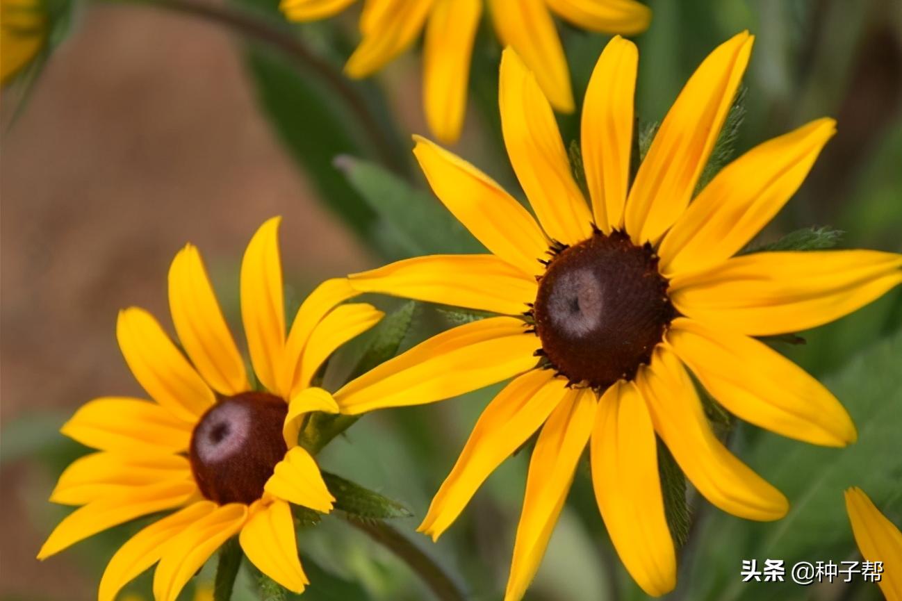 宿根草本金光菊的主要品种,黑心金光菊的品种有哪些