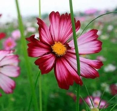 中国天路震撼视频,中国十大惊艳的天路