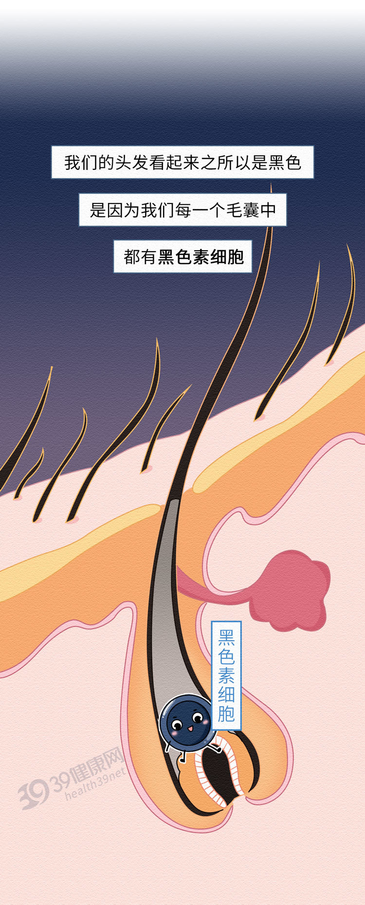 白发真的能从发根长出黑发吗,白发怎么治疗才能变黑小偏方