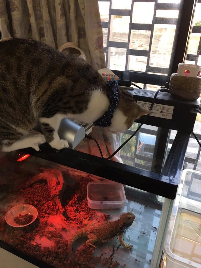 猫咪突袭抓人是什么原因,猫咪突袭抓人