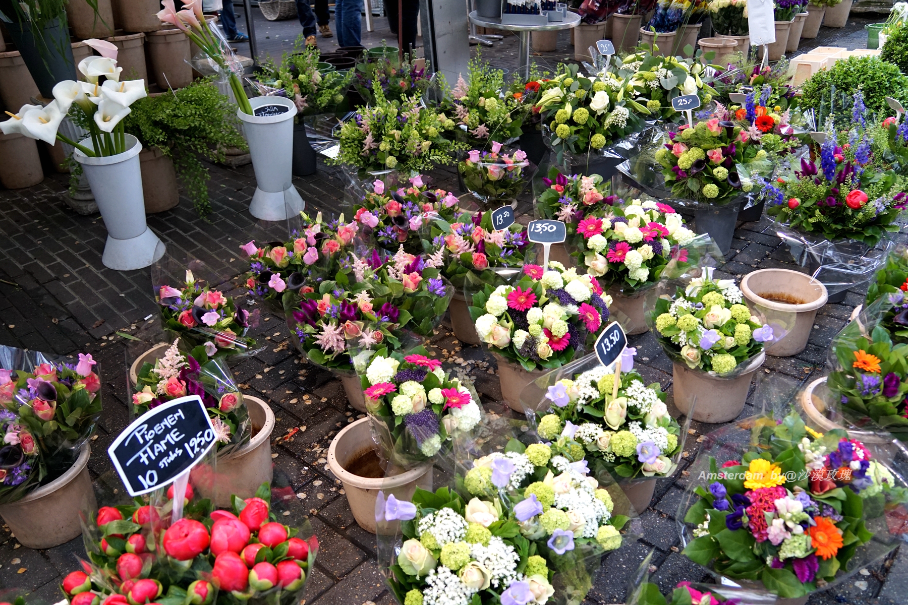 带你观赏荷兰郁金香,荷兰郁金香花海什么时候开