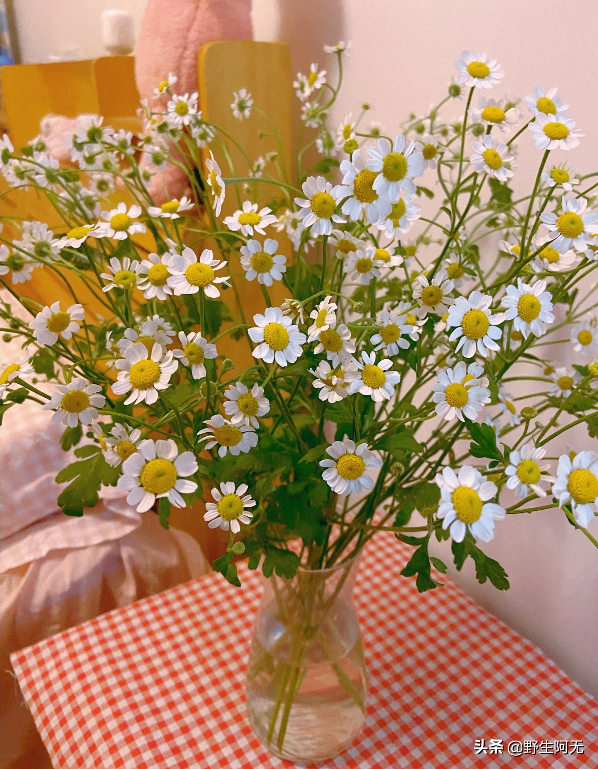 洋甘菊切支养护方法,鲜切洋甘菊怎样才能保持长久