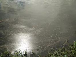 对虾黄鳃黑鳃是什么原因,对虾黄鳃防治