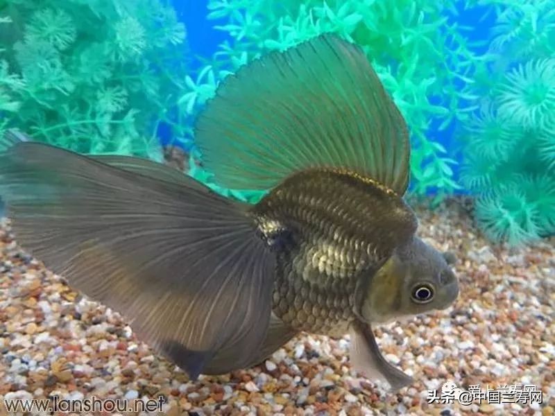 那些企图拿尾巴征服世界的金鱼们