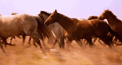 唐刀与日本刀关系,日本刀是唐刀吗